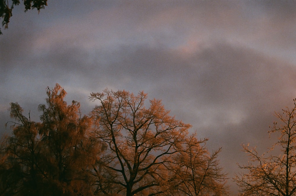 a group of trees under a cloudy sky