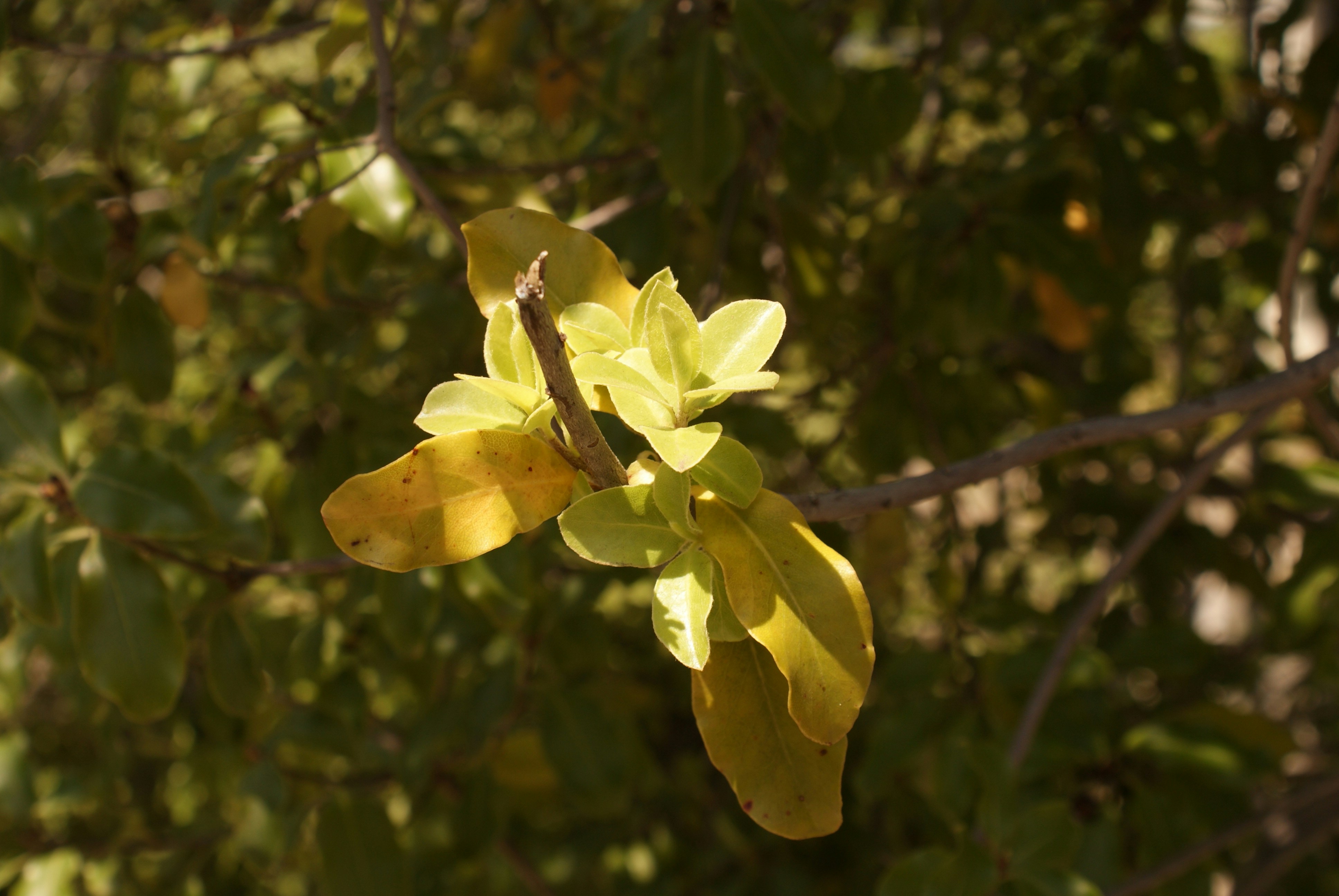 Photo by nickschneider