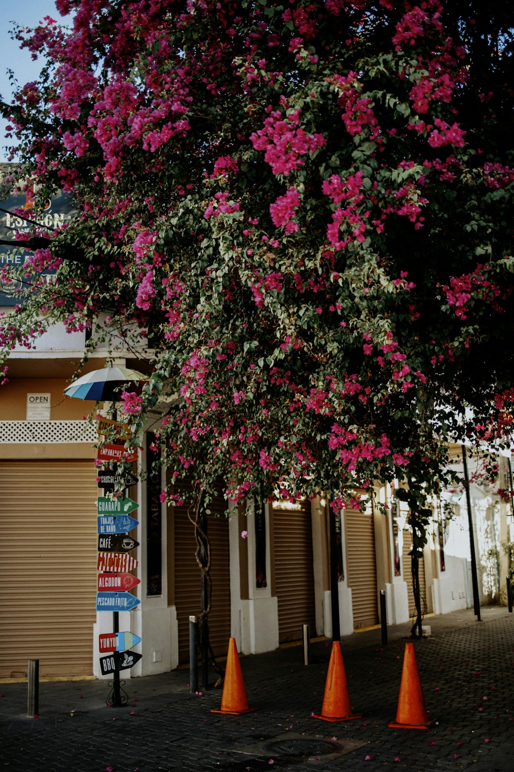 un arbre avec des fleurs roses devant un bâtiment