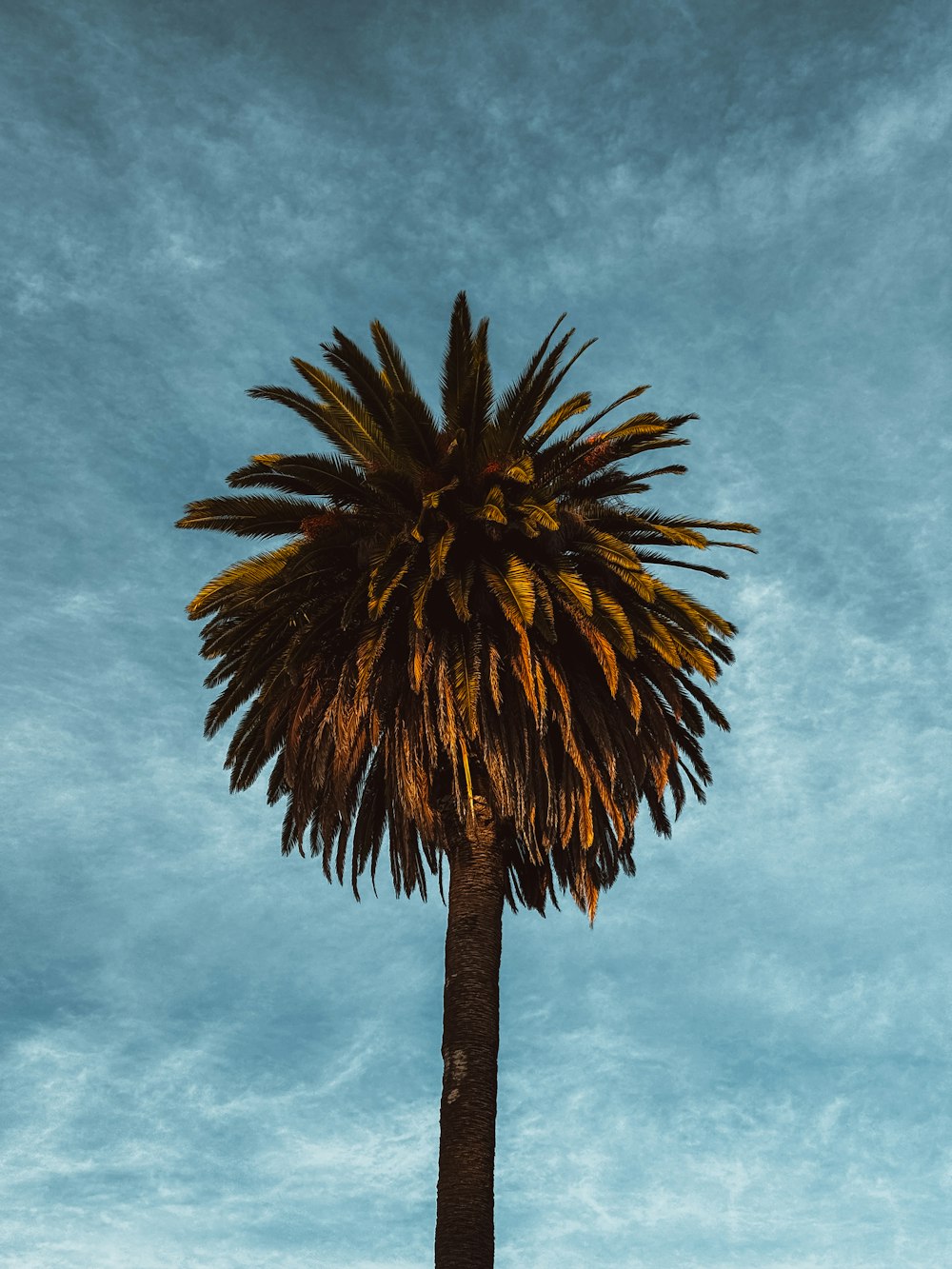 a palm tree with a blue sky in the background