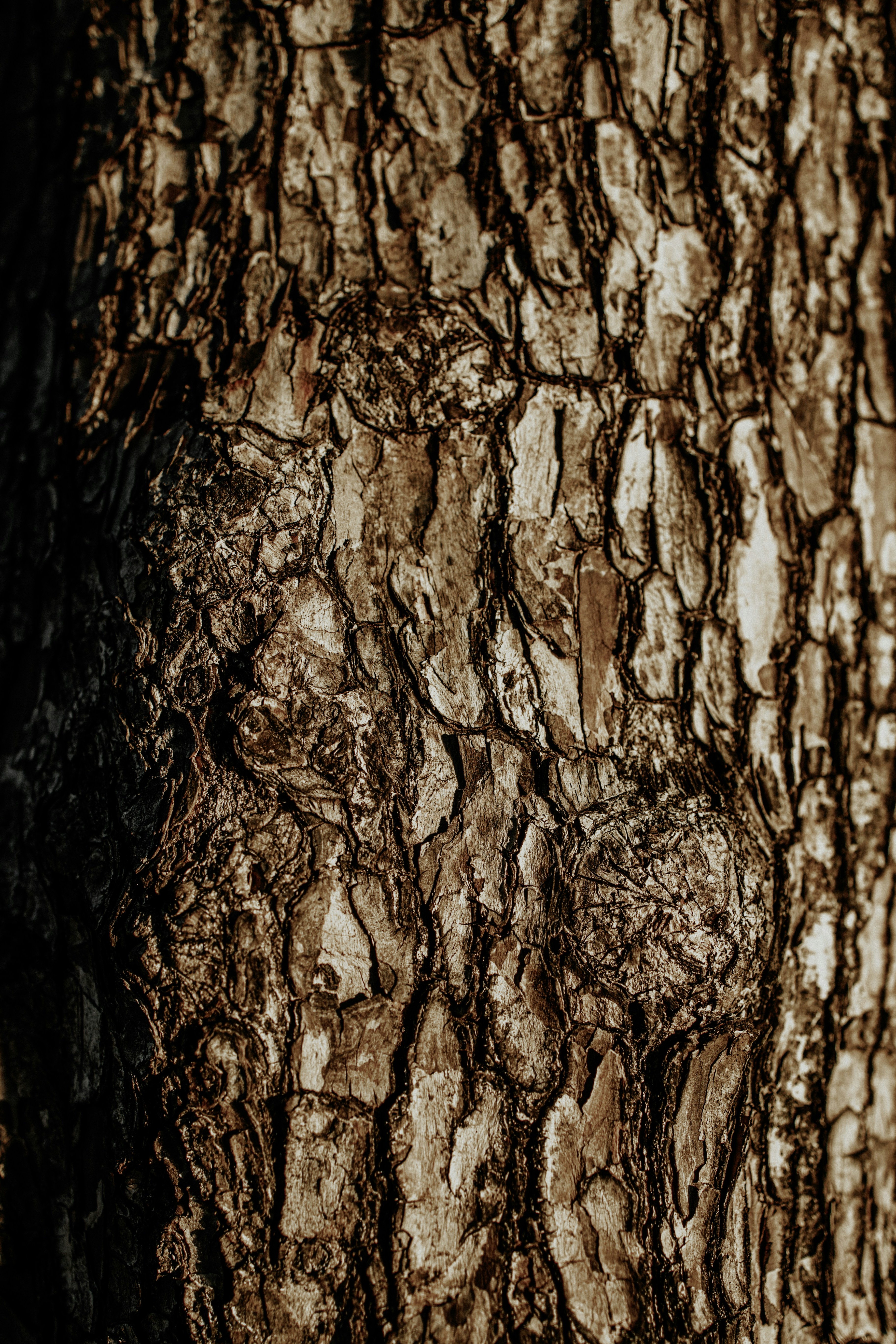 Photo by ronaldvargaz