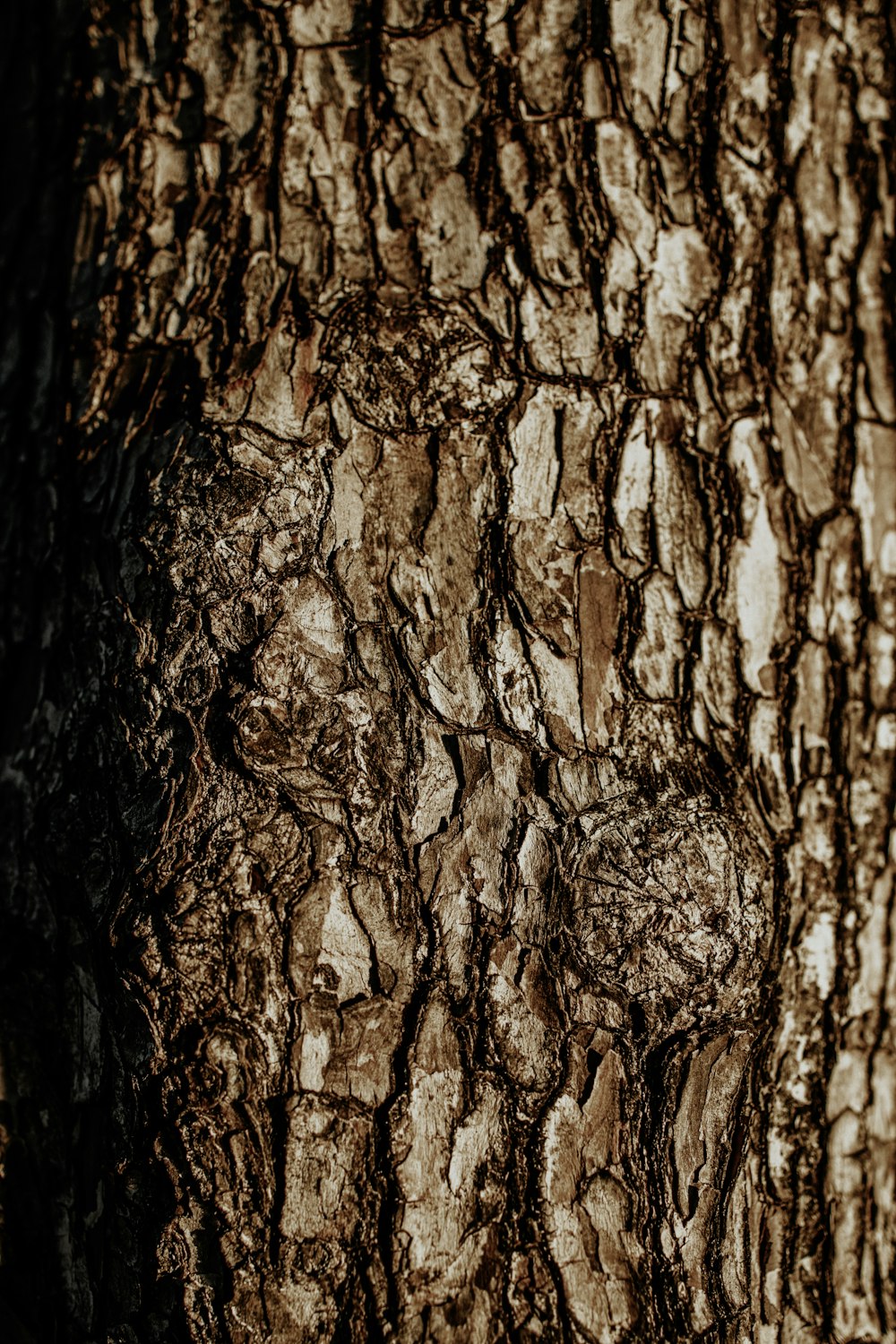 a close up of the bark of a tree