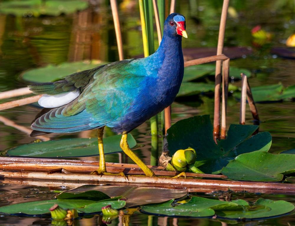 a blue and green bird standing on a branch in a pond