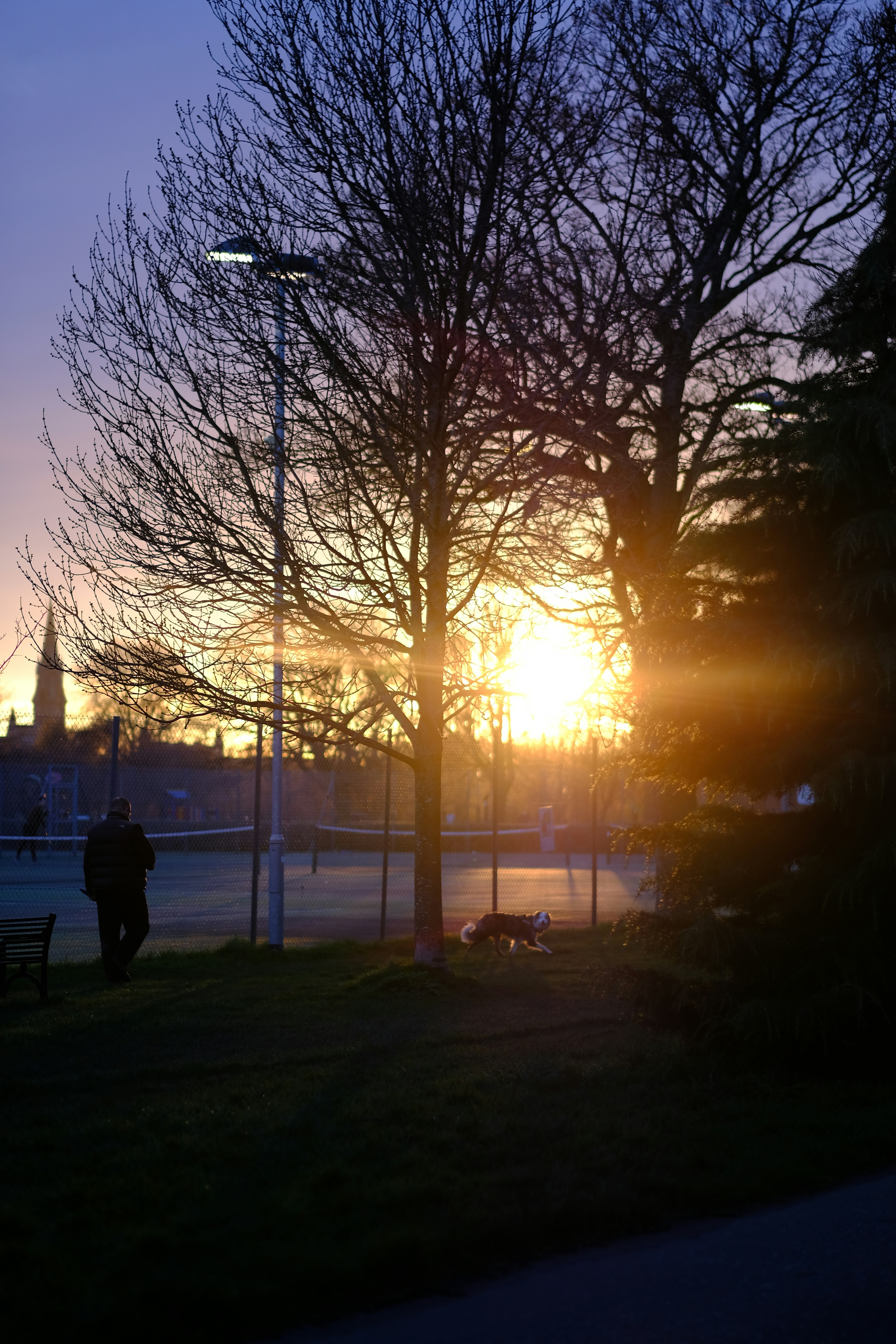 the sun is setting behind a tree and a bench