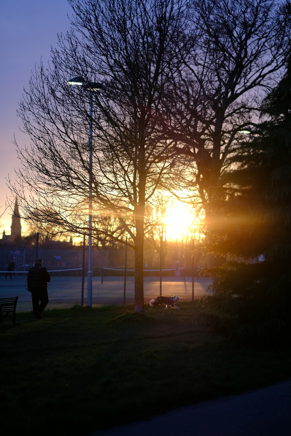 the sun is setting behind a tree and a bench