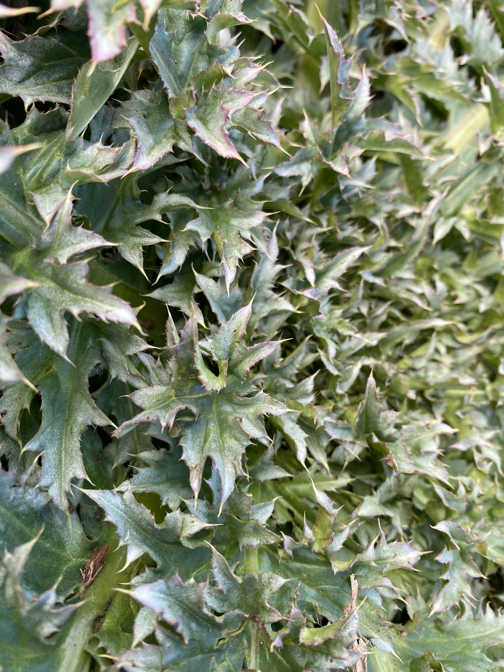 a close up of a plant with green leaves