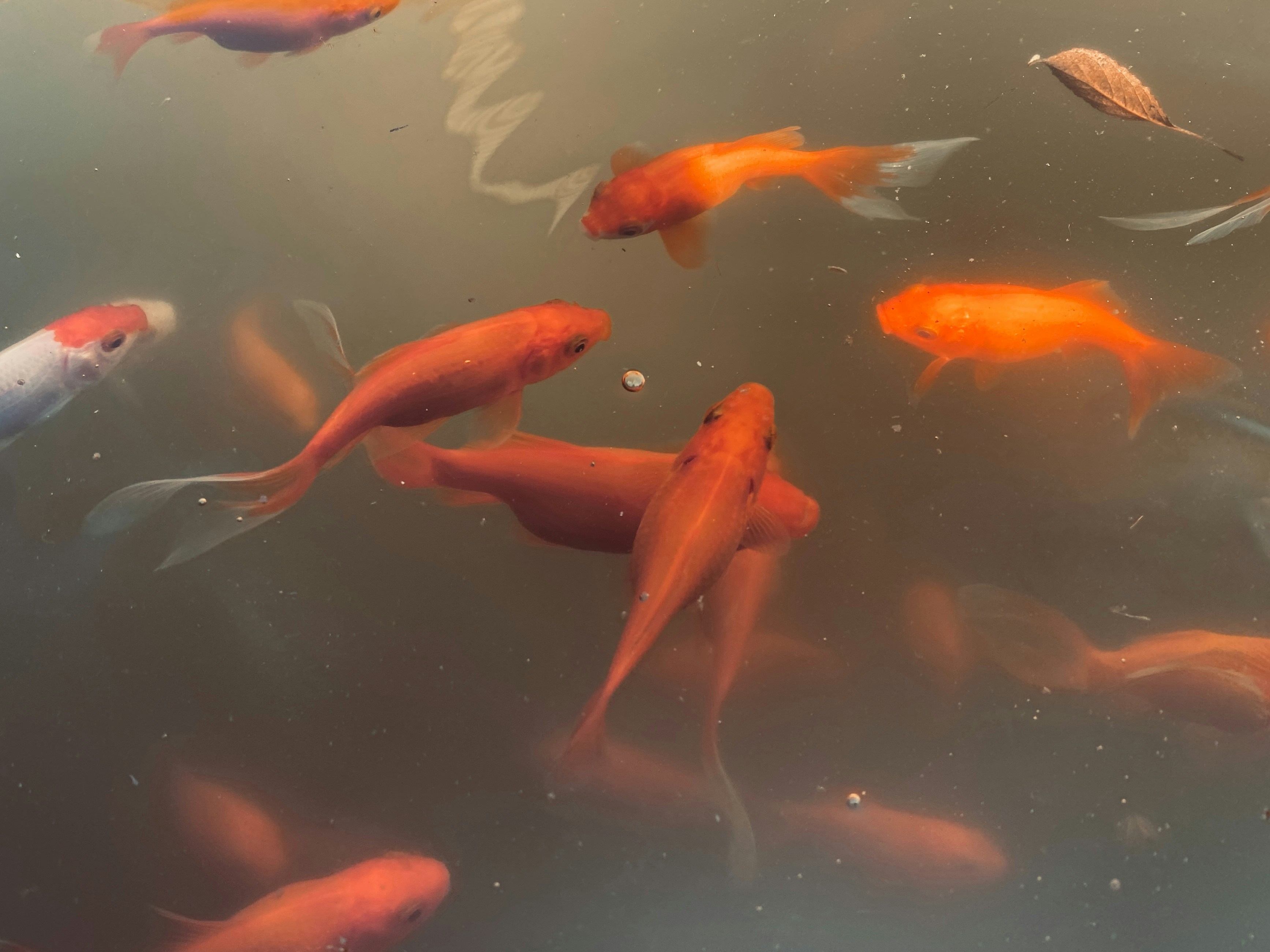 Photo by americanjael