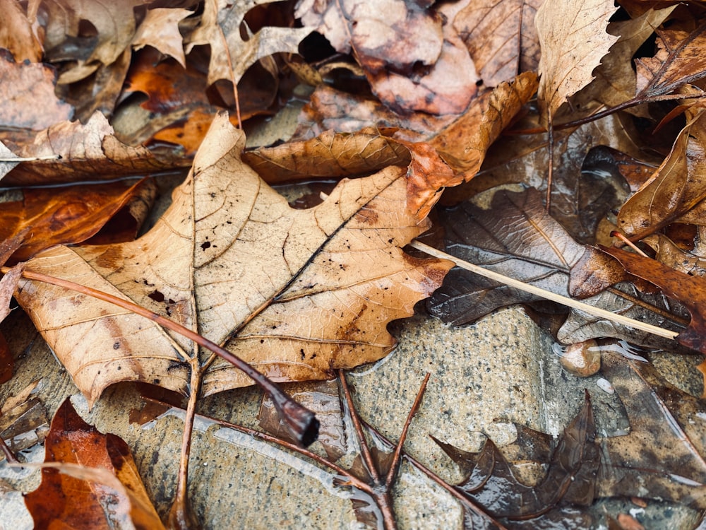 a bunch of leaves that are laying on the ground