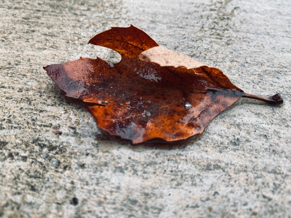 a leaf that is laying on the ground