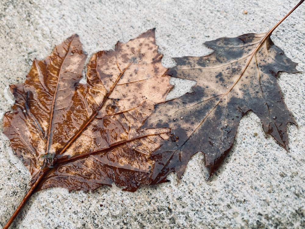 a leaf laying on the ground next to another leaf
