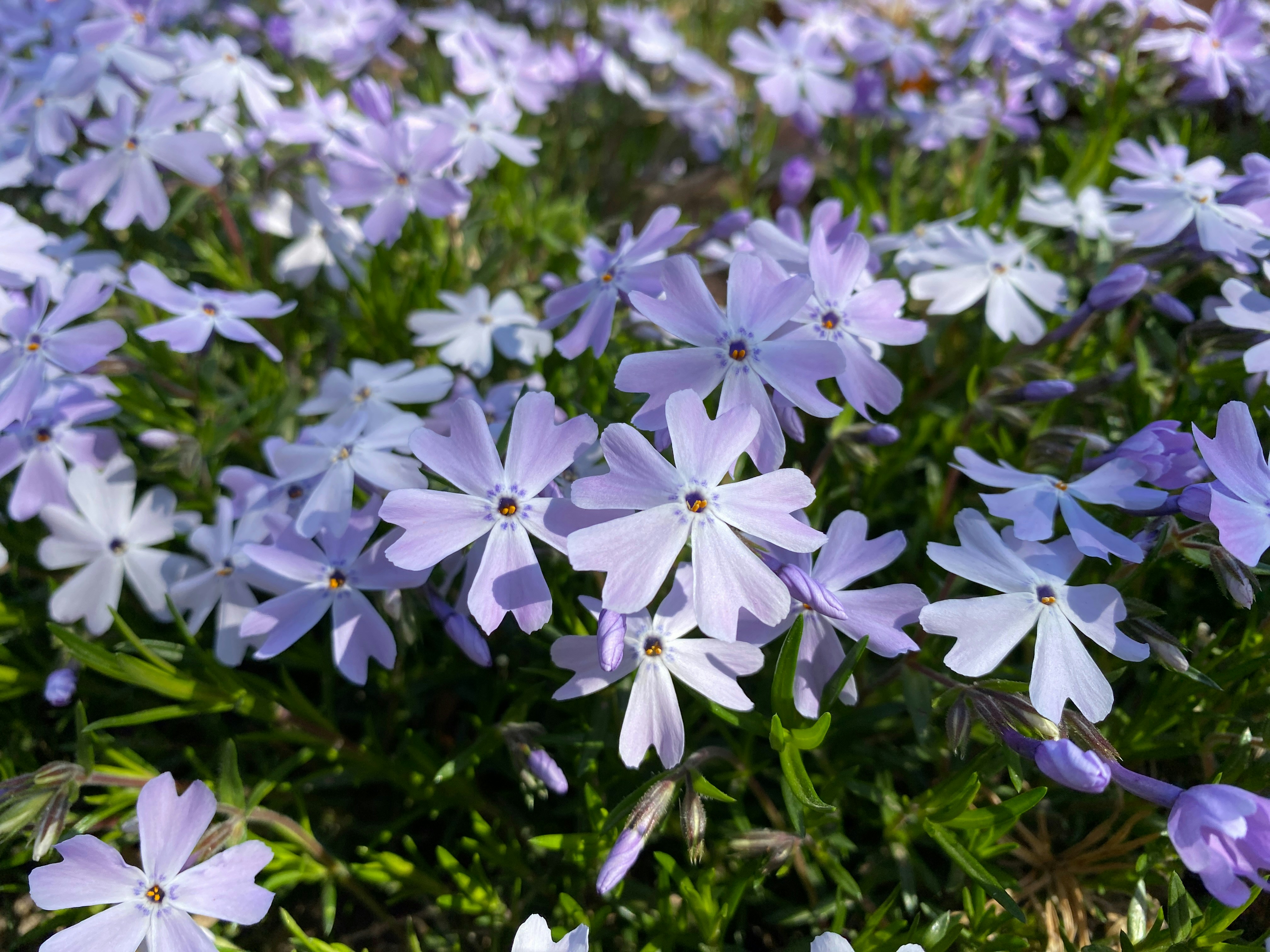 Photo by americanjael