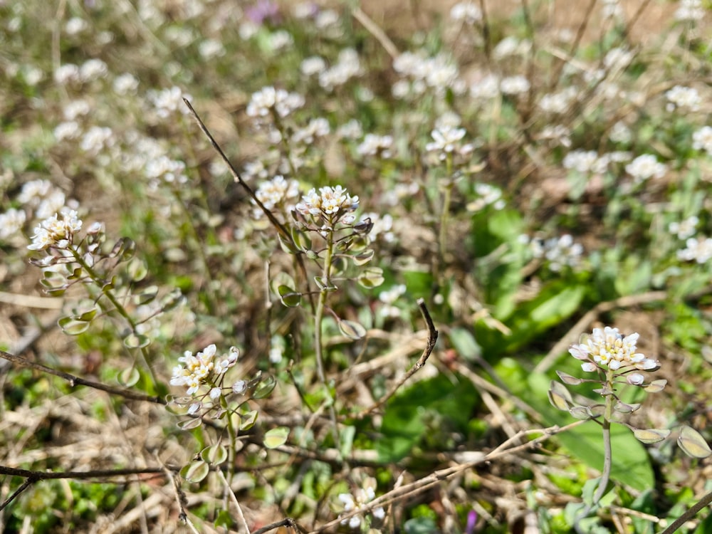 small white flowers growing in a field of grass