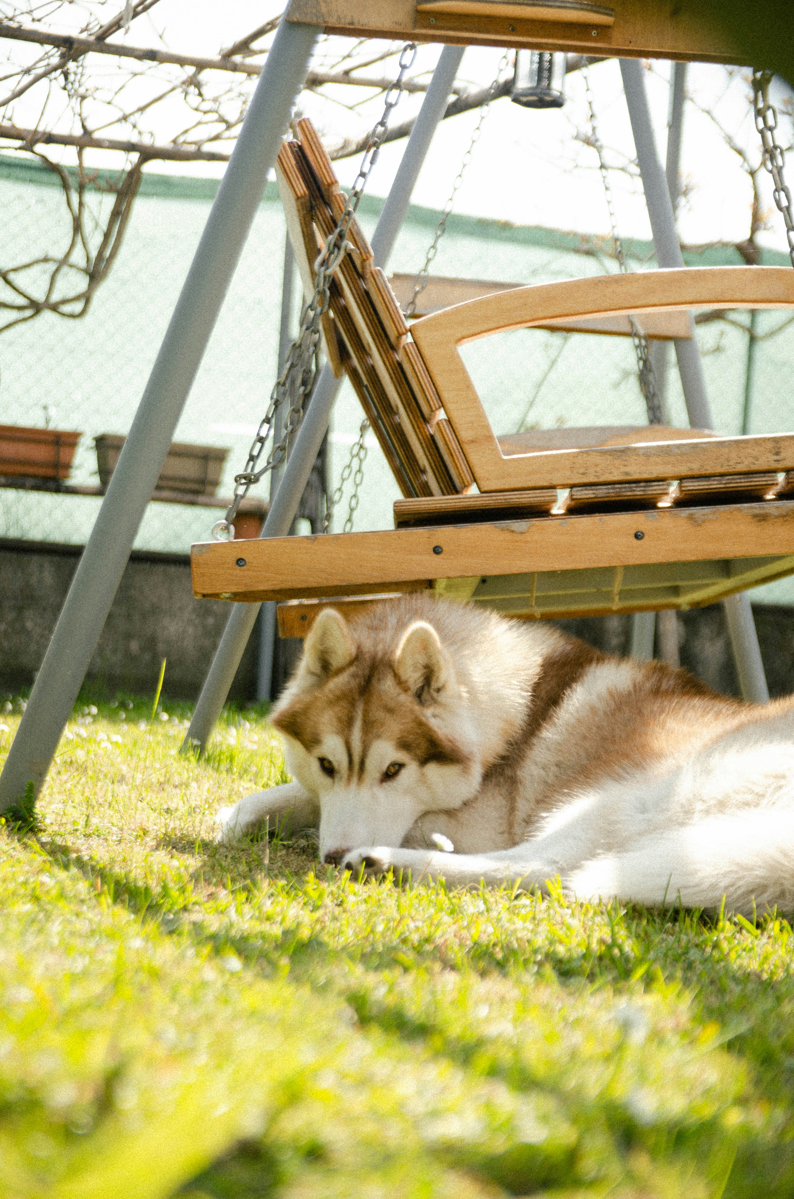 a brown and white dog laying on top of a lush green field