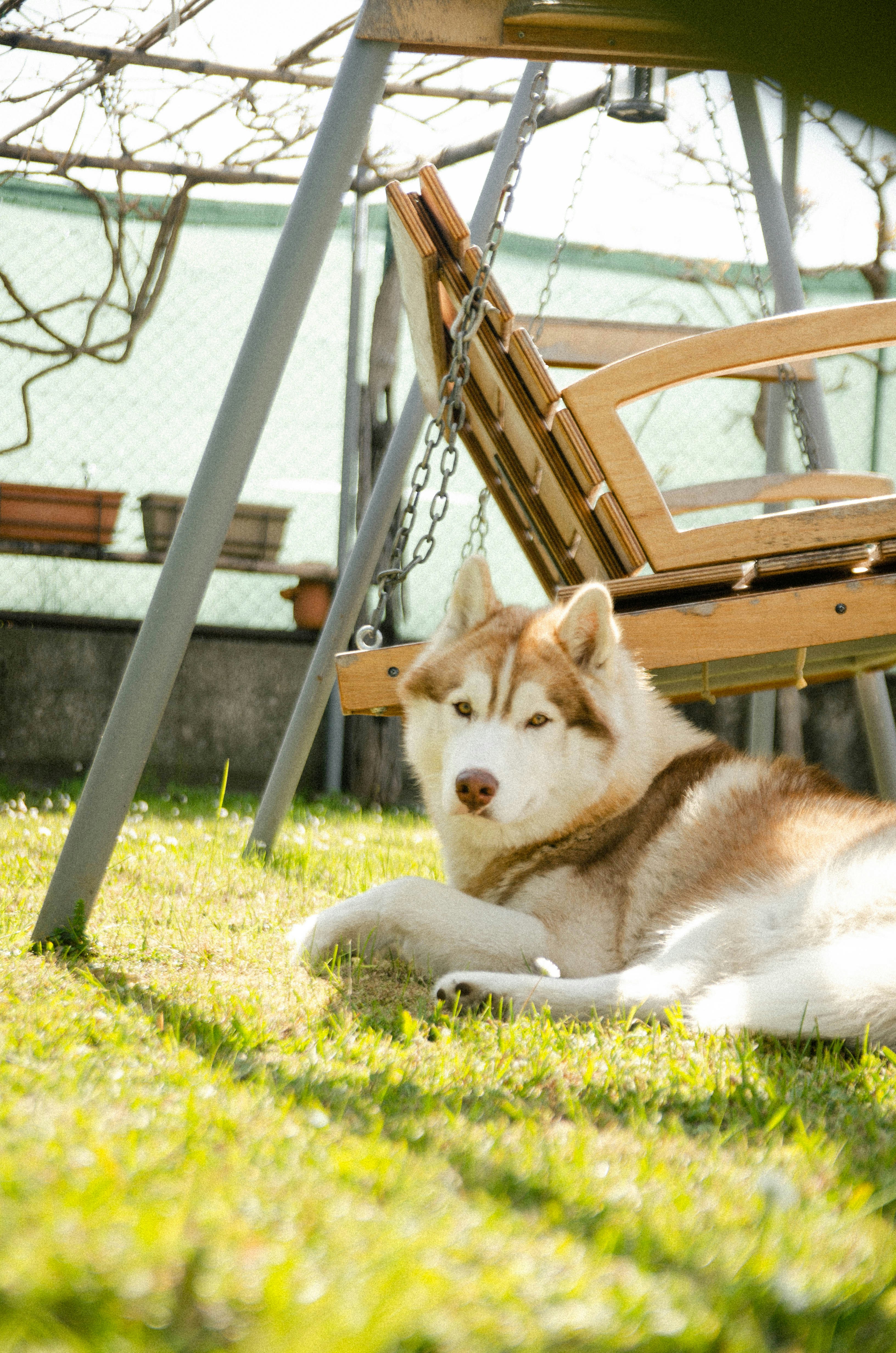 a brown and white dog laying on top of a lush green field