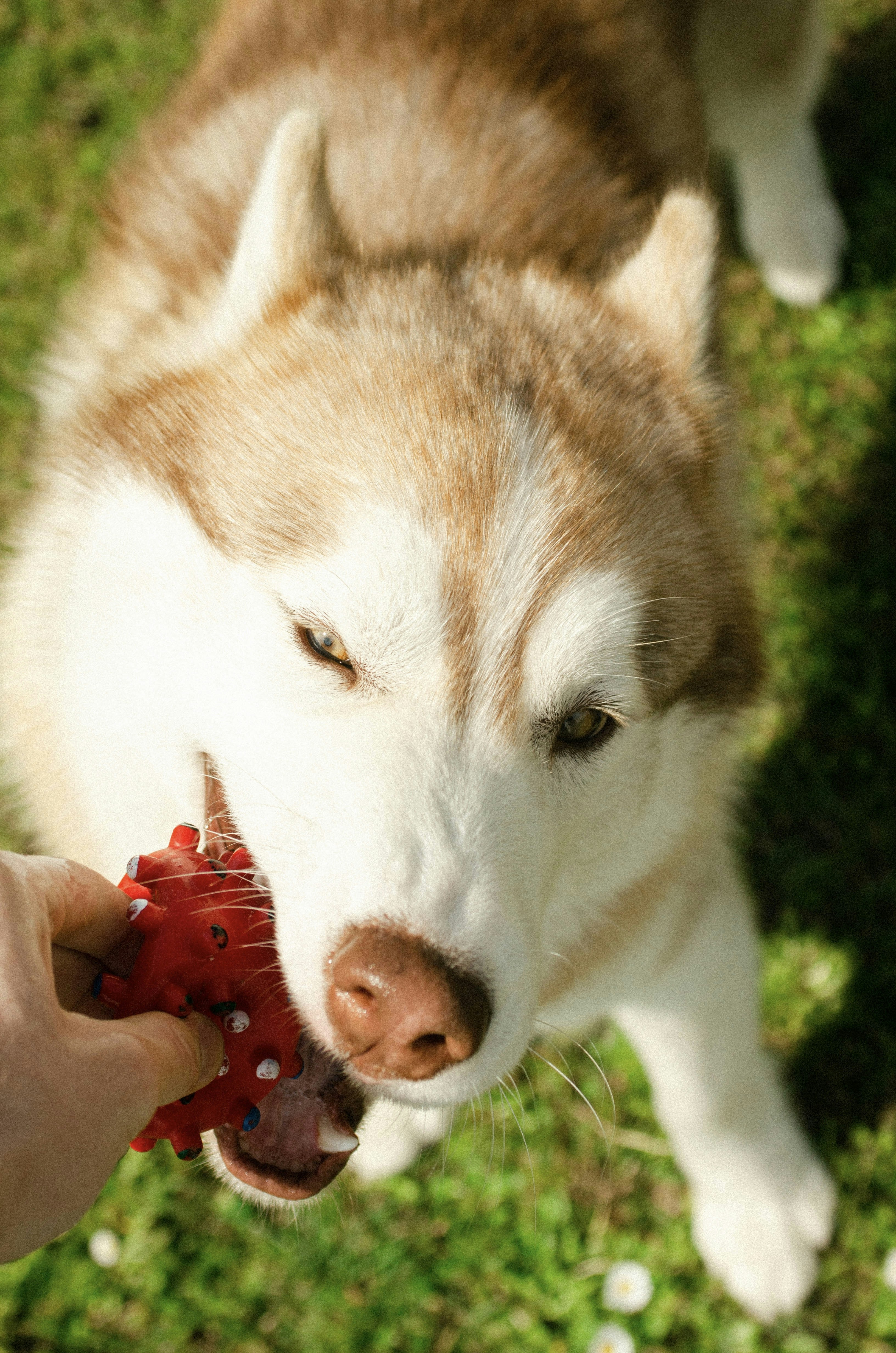 a husky dog chewing on a toy in the grass