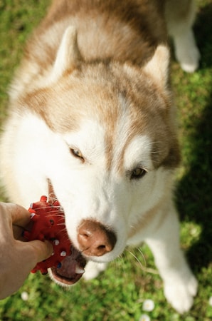Siberian Husky