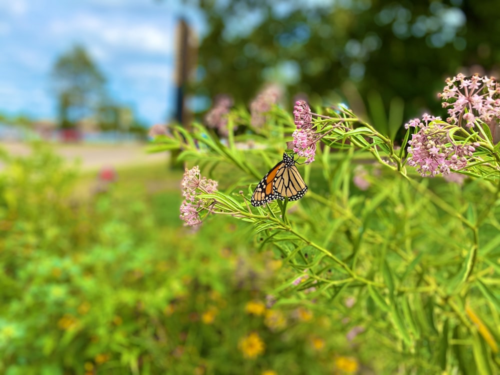 a butterfly sitting on a flower in a field