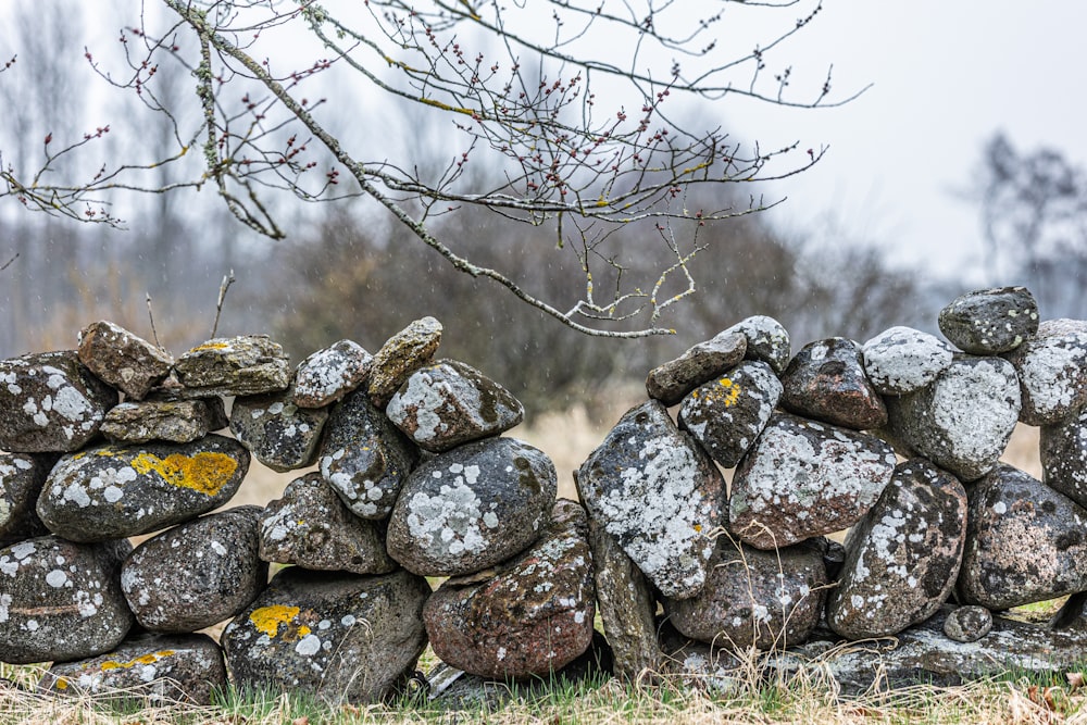 a pile of rocks sitting next to a tree