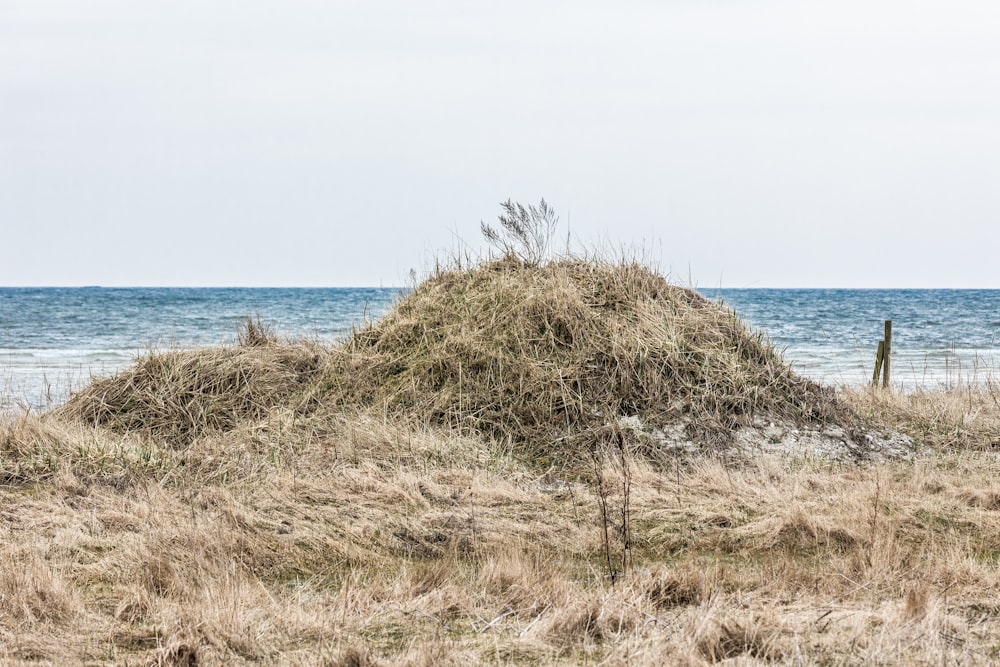 un montón de hierba en la parte superior de una playa de arena