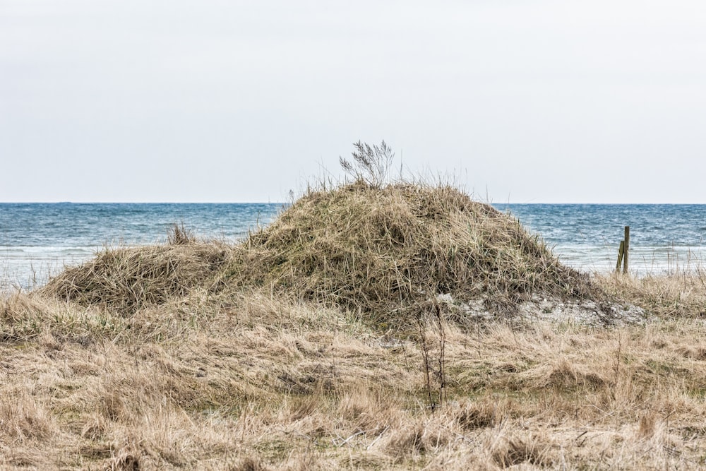 a pile of grass sitting on top of a sandy beach