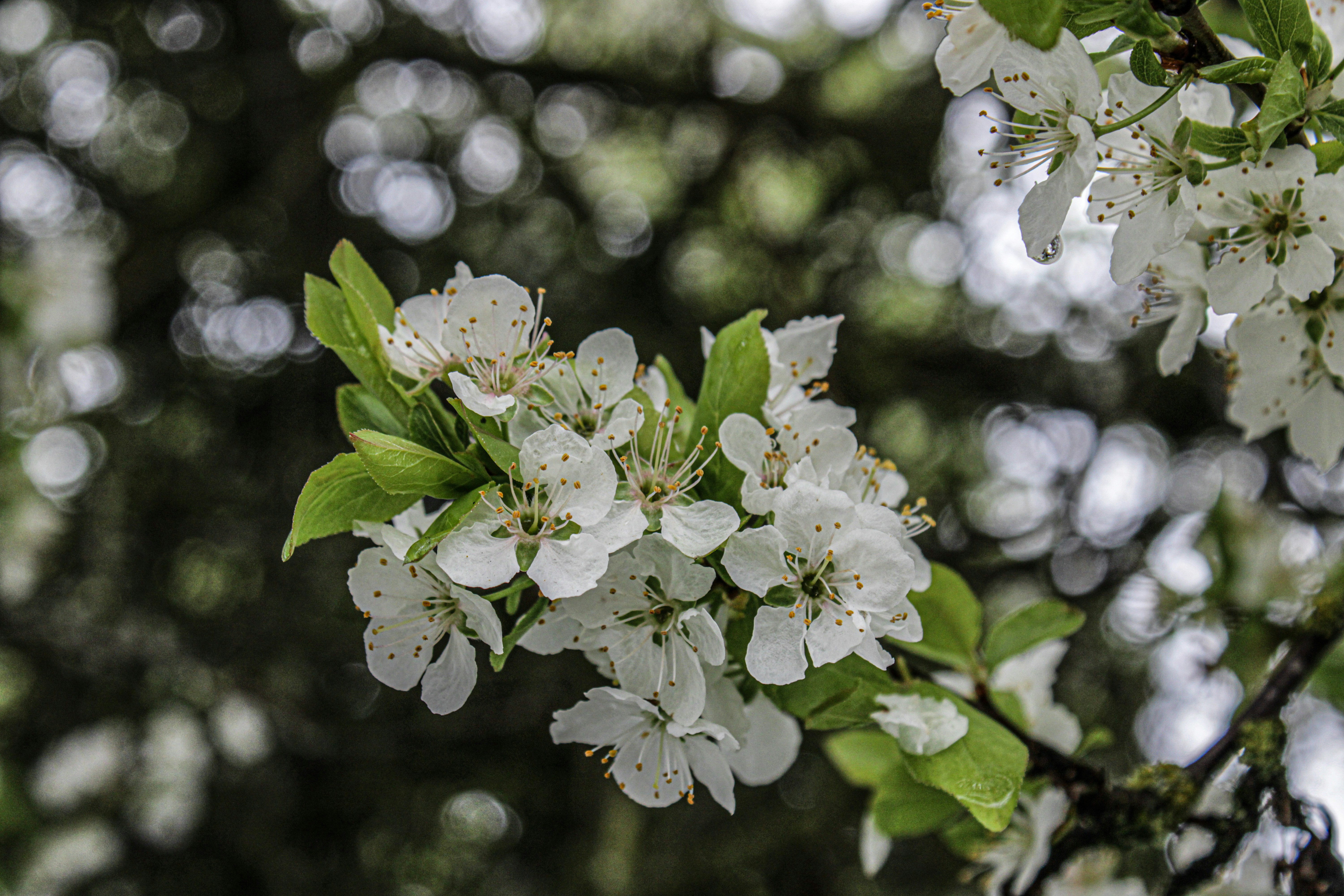 a branch with white flowers and green leaves