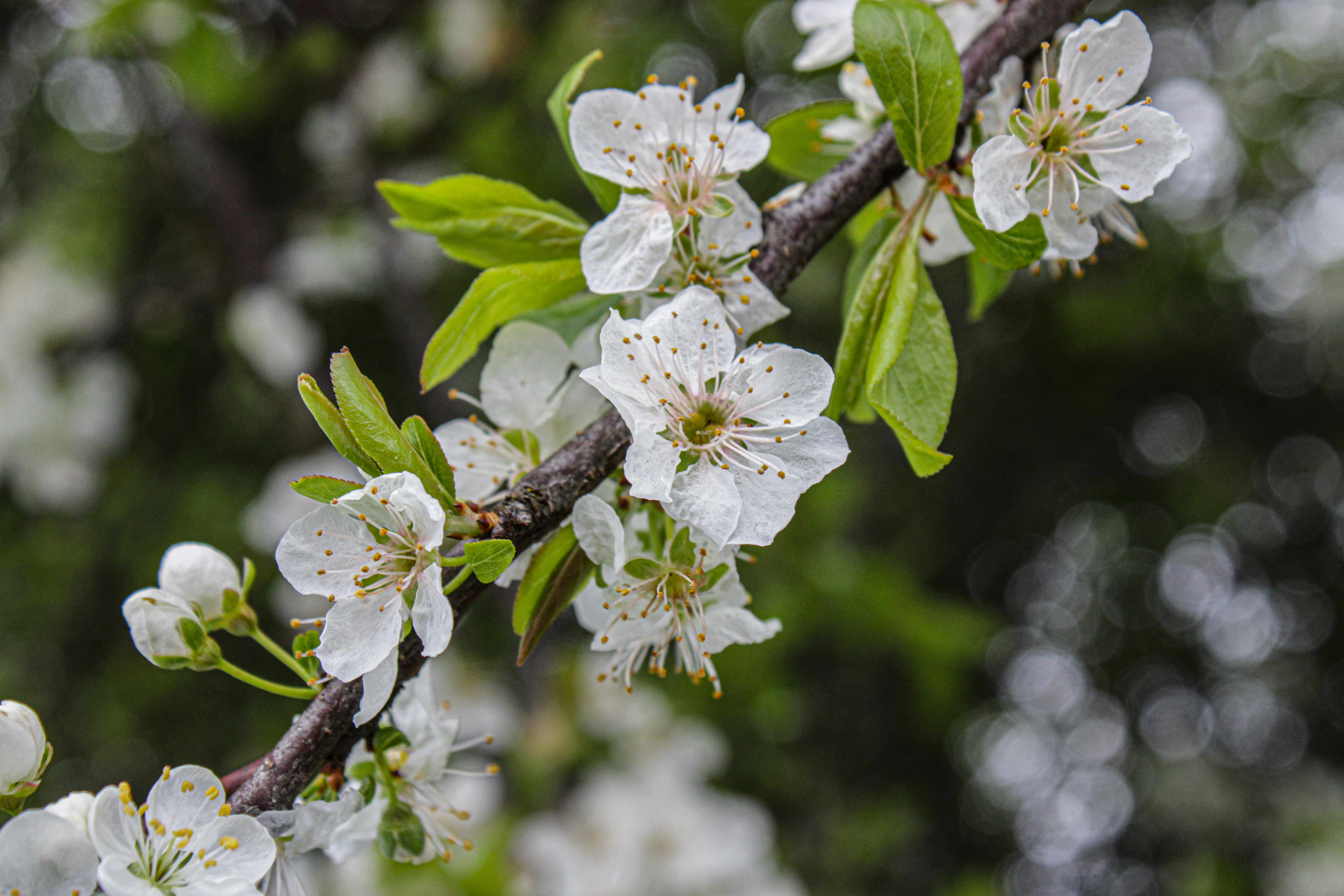 a branch with white flowers and green leaves