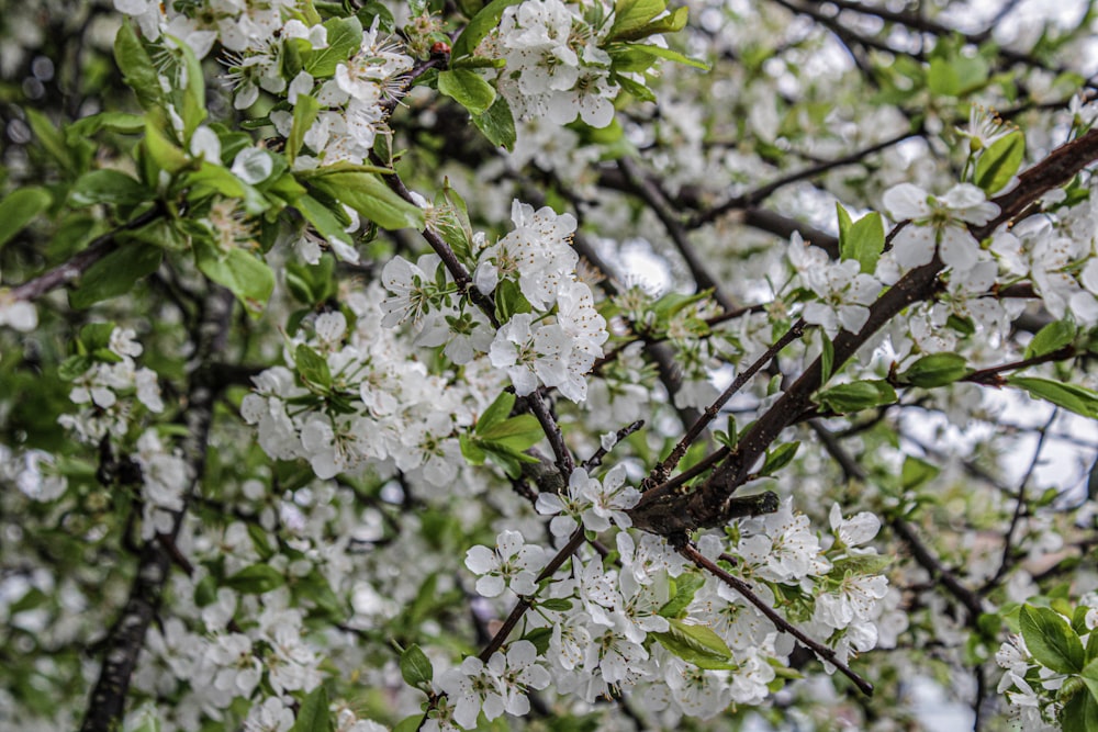 a tree with white flowers and green leaves