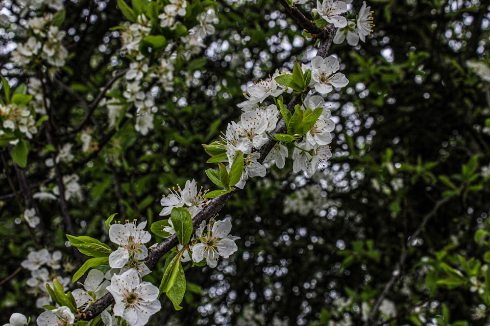 a tree with white flowers and green leaves