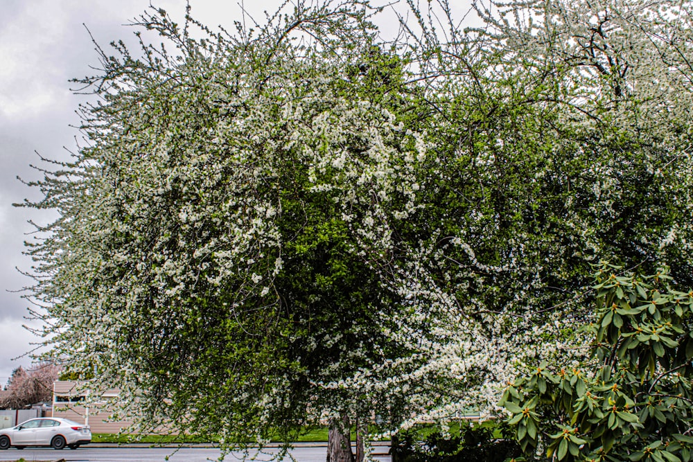 a tree with white flowers in front of a white car