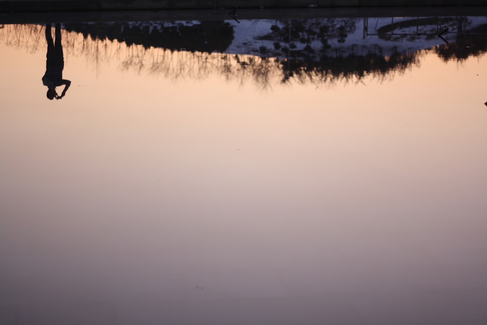 the reflection of a tree in the water