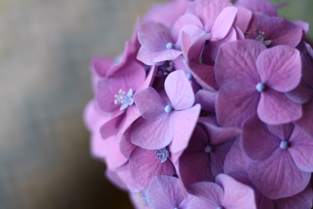 a close up of a bunch of purple flowers