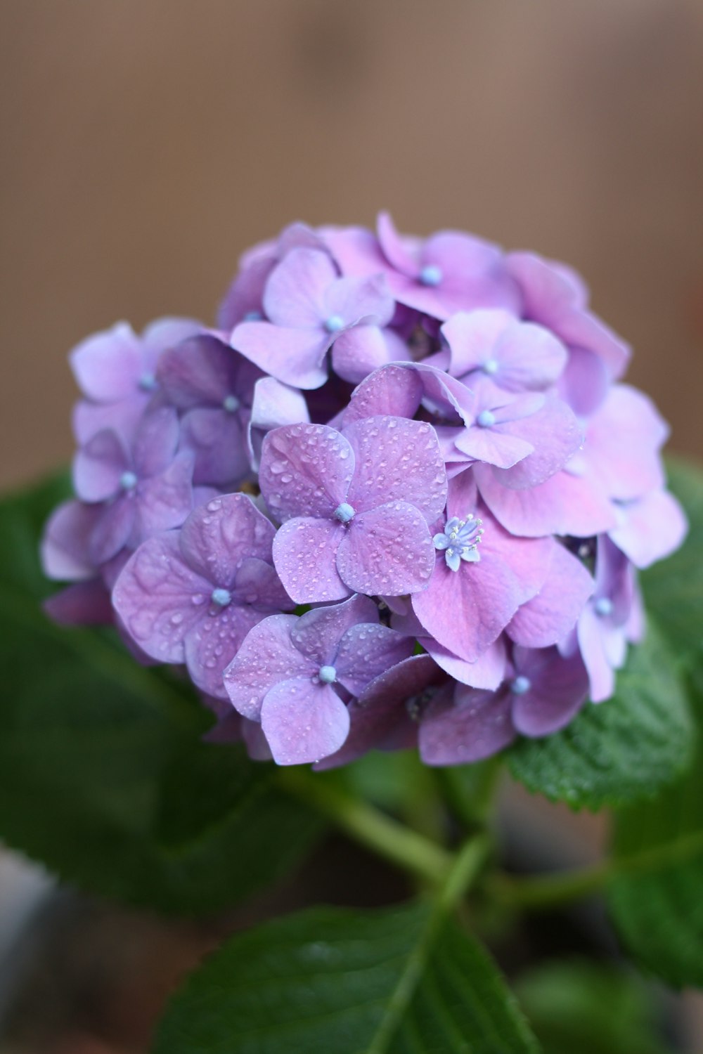 a close up of a purple flower with green leaves