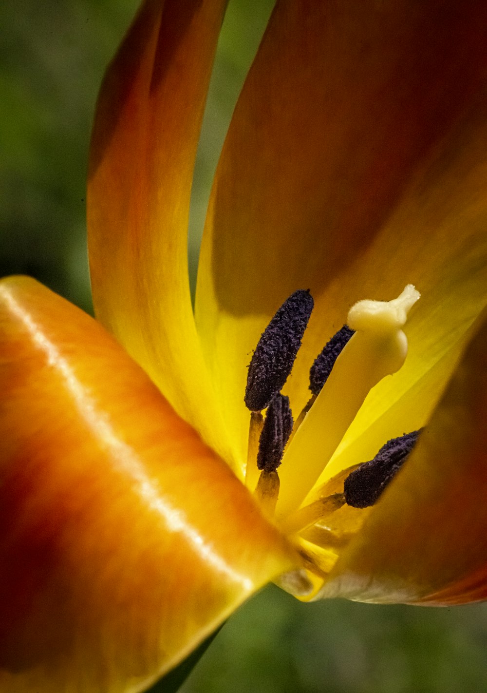 a close up of a yellow and red flower