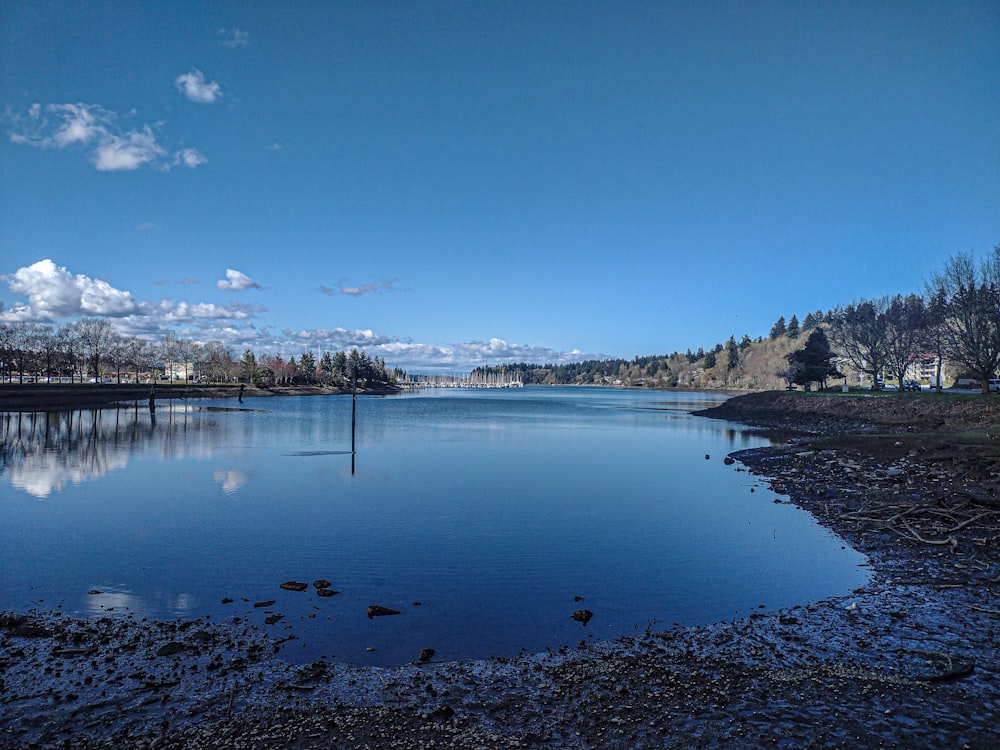 a large body of water surrounded by a forest