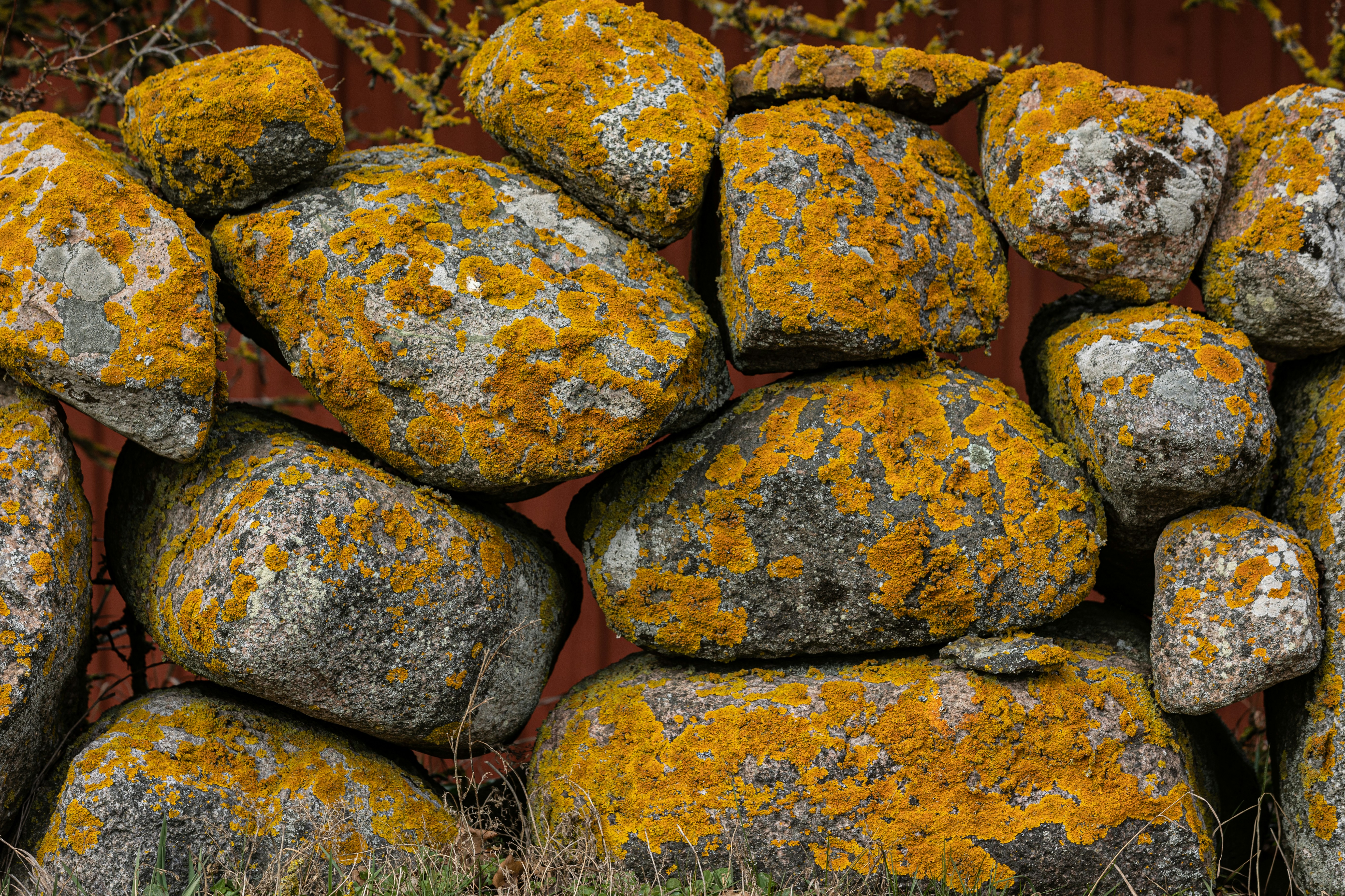 a pile of rocks with yellow moss growing on them