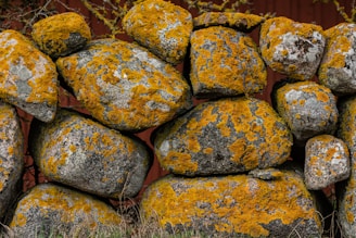 a pile of rocks with yellow moss growing on them