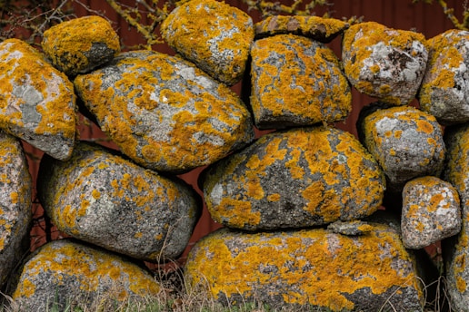 a pile of rocks with yellow moss growing on them