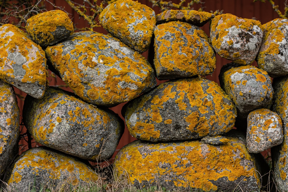 a pile of rocks with yellow moss growing on them