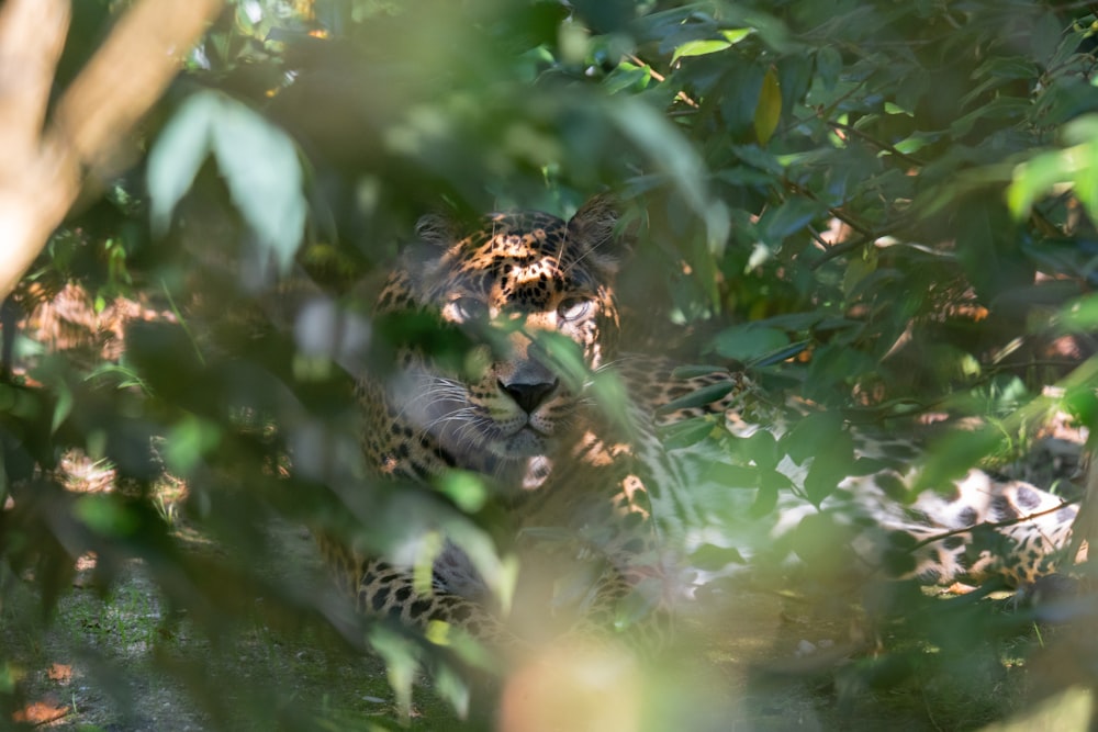 a close up of a leopard in a tree