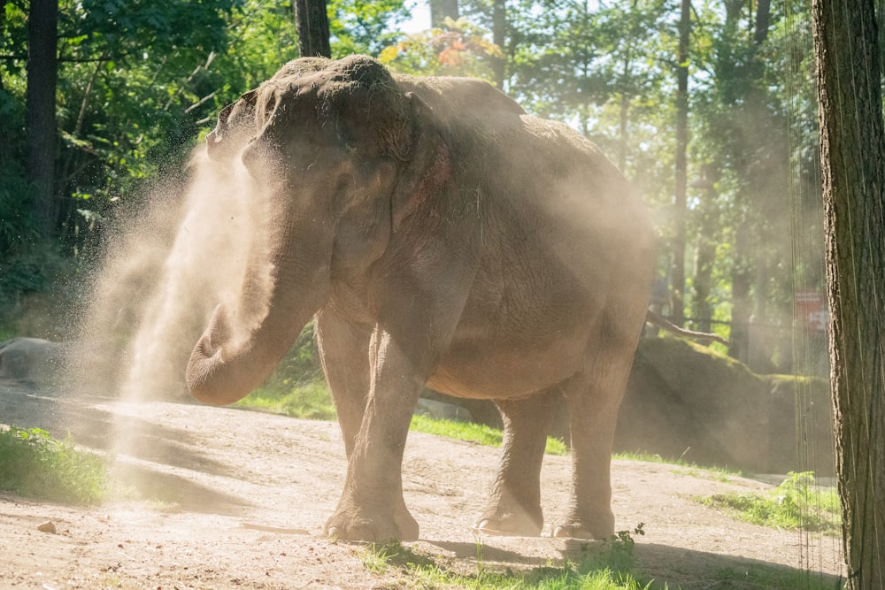 an elephant standing on a dirt road next to a forest