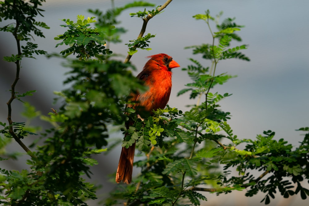 a red bird sitting on top of a tree branch