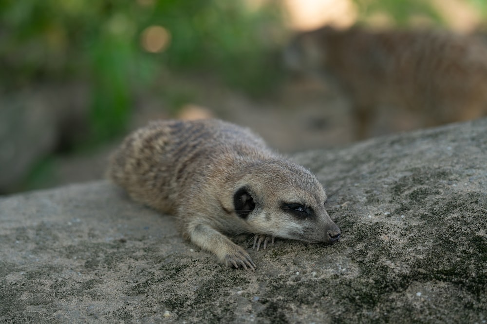 a small animal is sitting on a rock