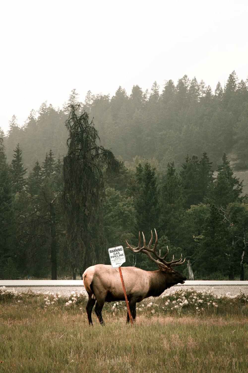 a large elk standing on top of a grass covered field