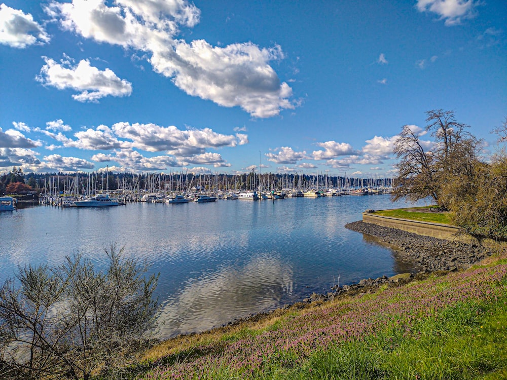 a body of water filled with lots of boats