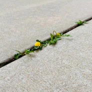 a yellow flower is growing out of a crack in the concrete