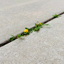a yellow flower is growing out of a crack in the concrete