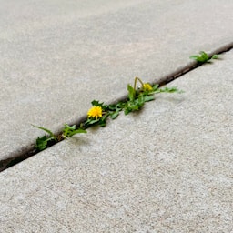 a yellow flower is growing out of a crack in the concrete