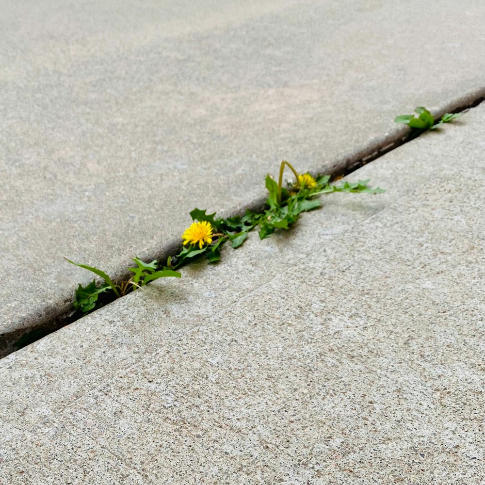 a yellow flower is growing out of a crack in the concrete