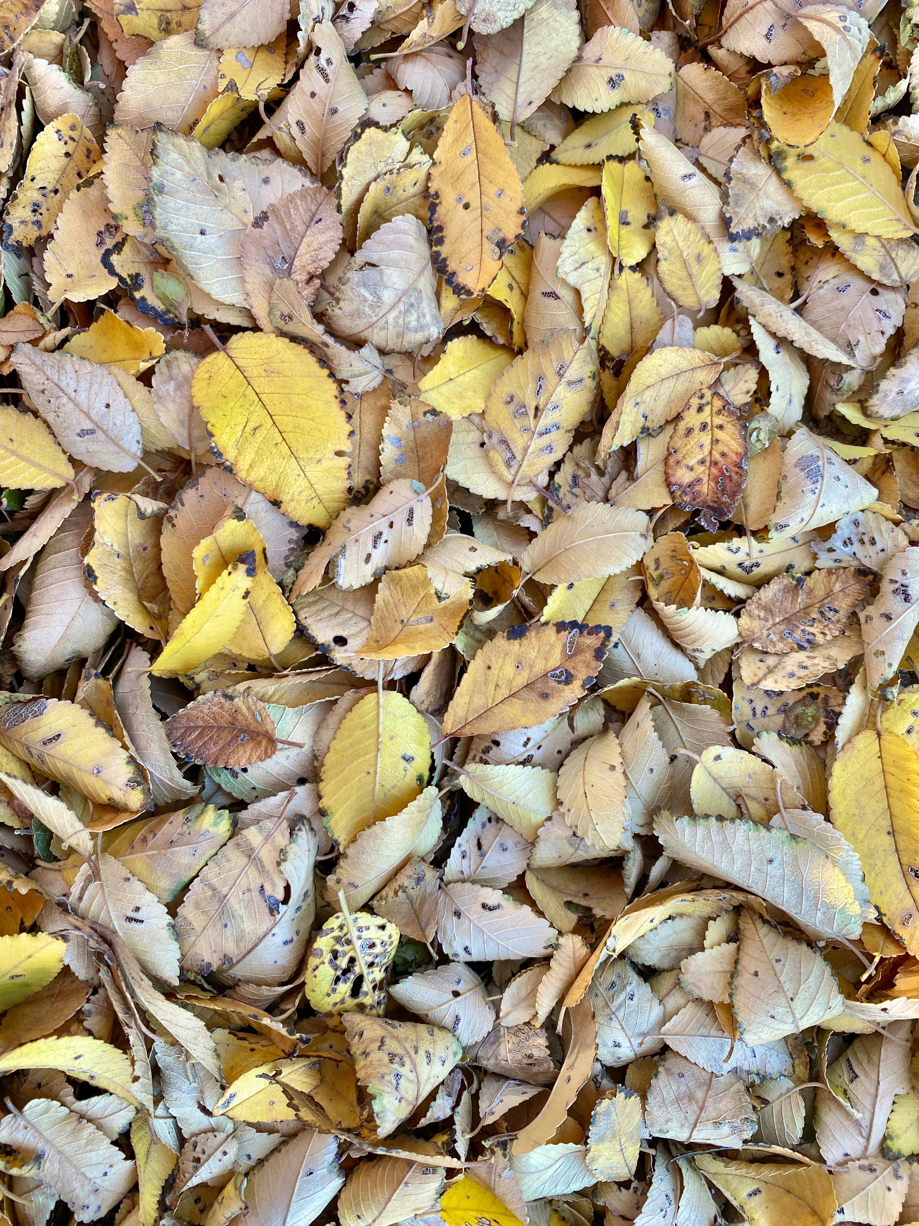 a bunch of leaves that are laying on the ground