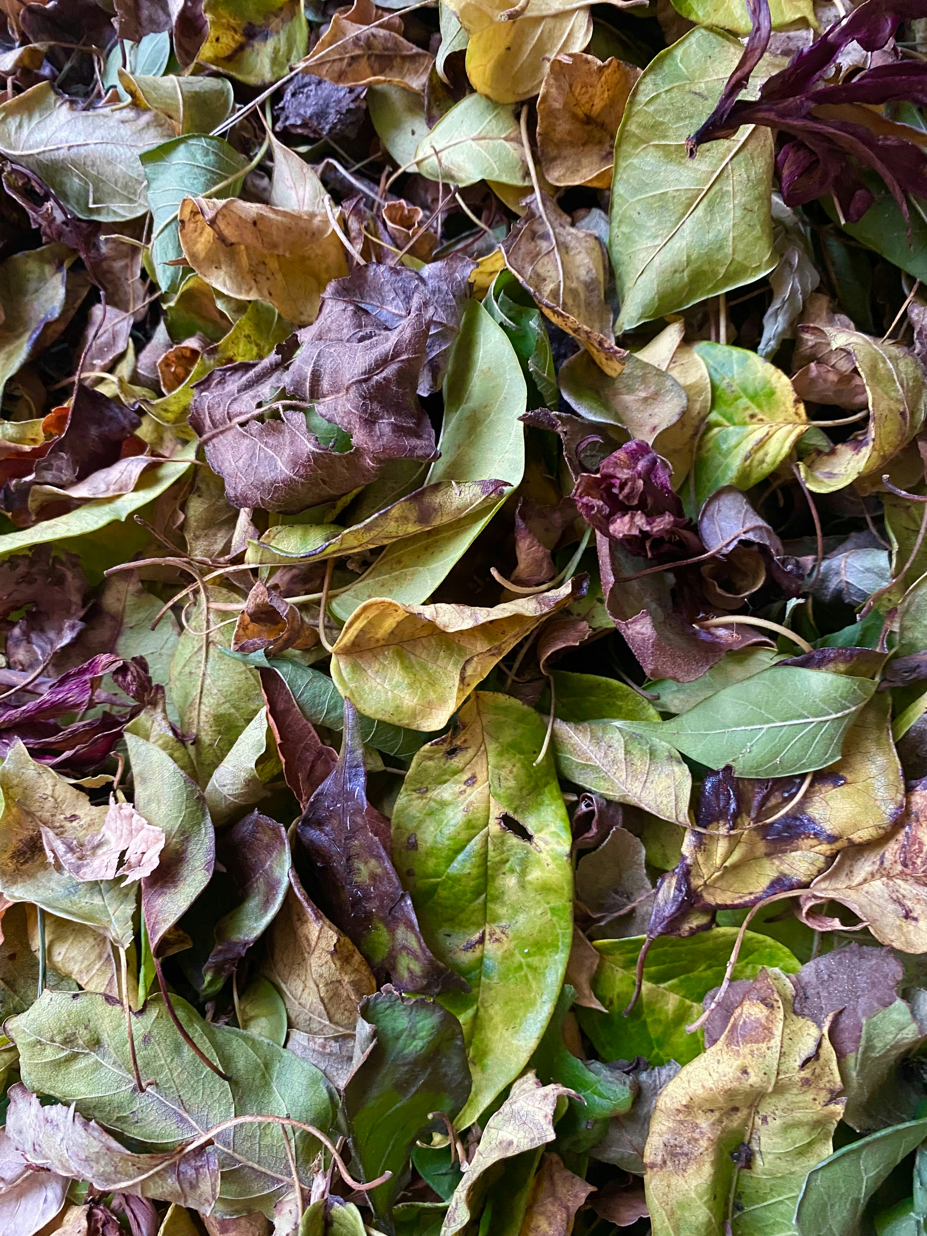 a bunch of leaves that are laying on the ground